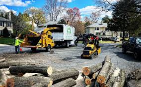 Best Tree and Shrub Care  in Fredonia, AZ