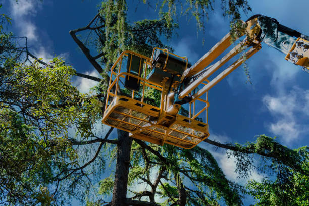 Best Tree Maintenance Programs  in Fredonia, AZ