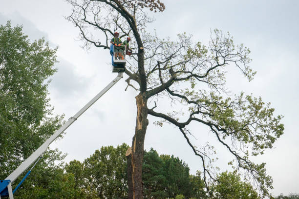 Best Hazardous Tree Removal  in Fredonia, AZ