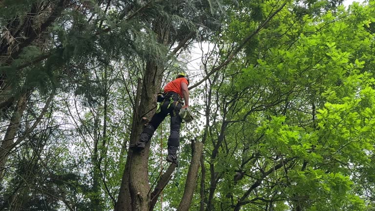 Best Hedge Trimming  in Fredonia, AZ