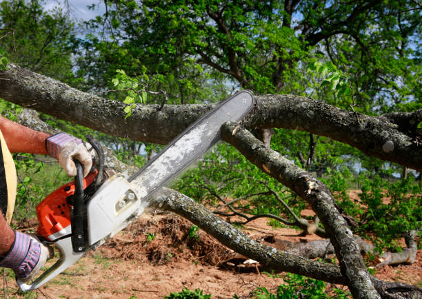 Best Seasonal Cleanup (Spring/Fall)  in Fredonia, AZ